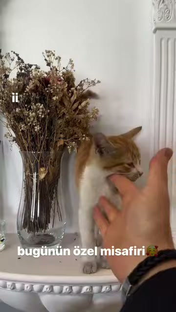 Sütun kaidesindeki kedi kendisine uzanan açık avuca bakıyor