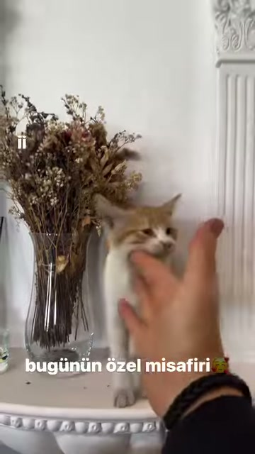 Turuncu kedi dekoratif kaide üzerinde insan eliyle karşılaşıyor