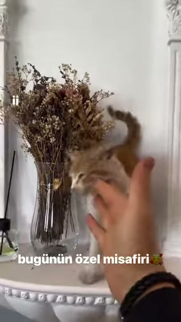 İşlemeli kaidedeki kedi kendisine yaklaşan ele dikkatle bakıyor