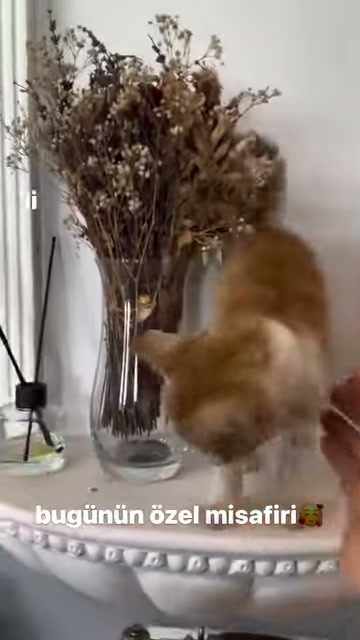 Kedi elden uzaklaşıp kuru çiçek vazosuna doğru yöneliyor