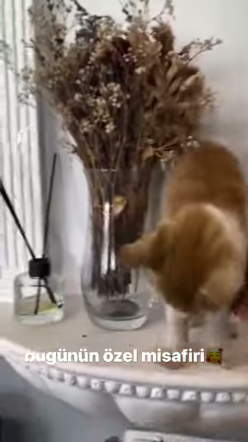 Yivli sütun dibindeki kedi kaidenin kenarına doğru eğiliyor