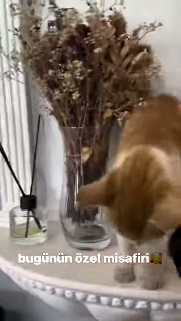 Dekoratif sütun ile cam vazo arasında duran kedi aşağı bakıyor