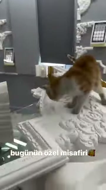 Kedi kabartmalı beyaz süsleme parçalarının üzerine bırakılıyor