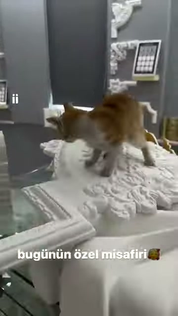 Küçük kedi istiflenmiş işlemeli bordürlerin üzerinde dengede duruyor