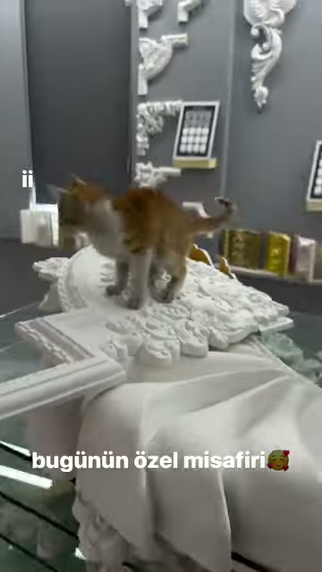 Turuncu beyaz kedi oyma desenli numuneler boyunca ilerliyor