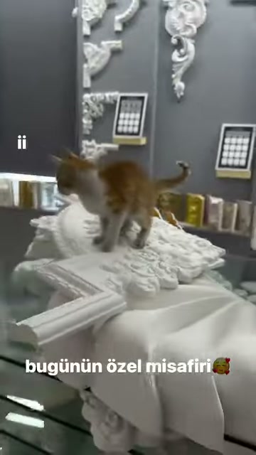 Kedi beyaz klasik bezeme numuneleri üzerinde adım atıyor