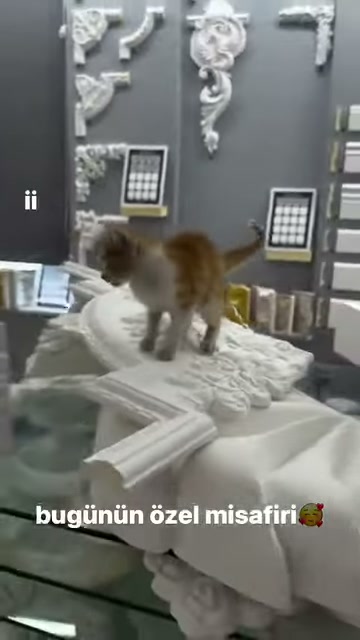 Duvar çıtalarının önünde süslü kaplama parçalarını inceleyen kedi görülüyor