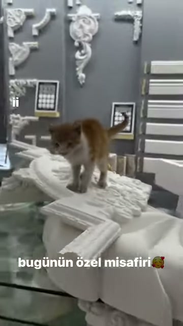 Kedi yaprak desenli dekoratif elemanların üstünde yürümeyi sürdürüyor