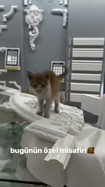 Beyaz motifli parçalar arasında kameraya doğru yaklaşan kedi görülüyor